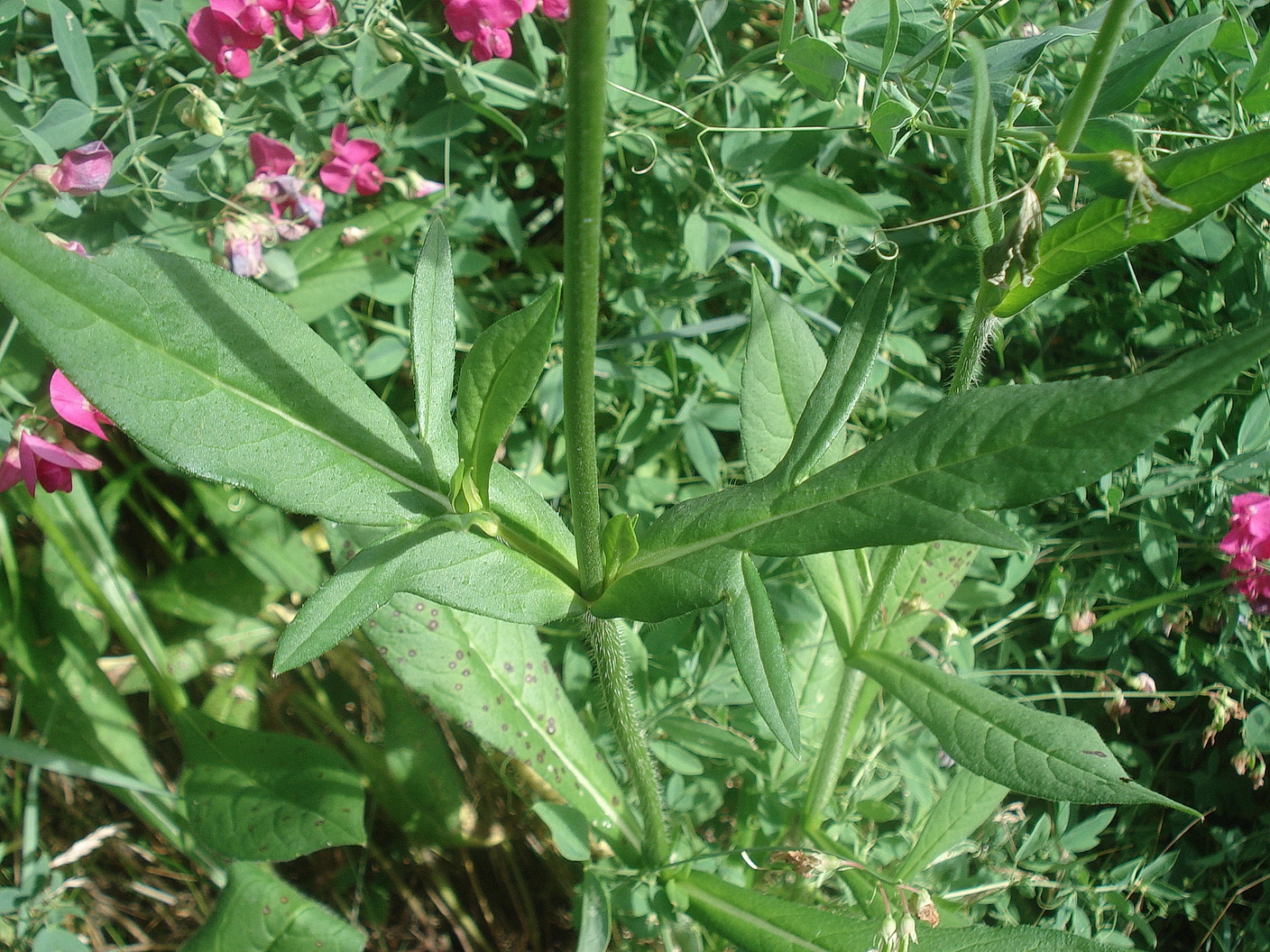 .    .NÖ-Steinfeld.Föhrenwälder.bei.Weikersdorf. 2.Juli.23.JPG