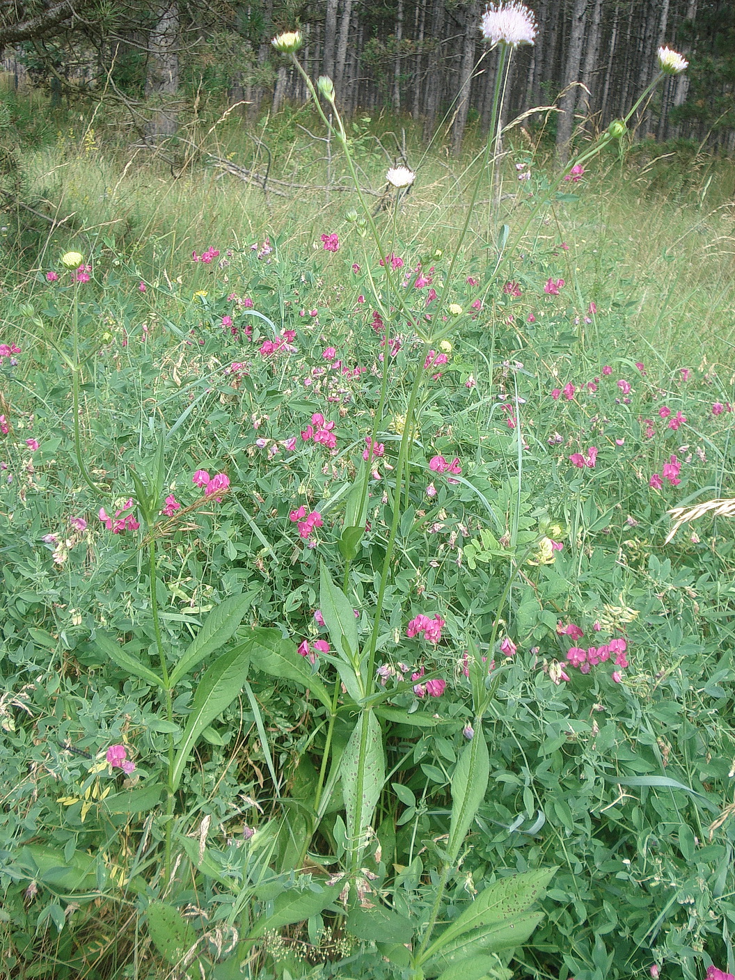 .    .NÖ-Steinfeld.Föhrenwälder.bei.Weikersdorf.2.Juli.23.JPG