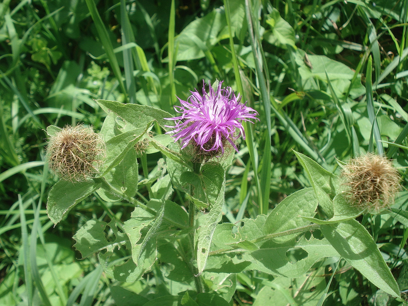Centaurea.stenolepis.var.cetica.cf.St-Schrauding.bei.Frohnleiten. 2.Juli.23.JPG