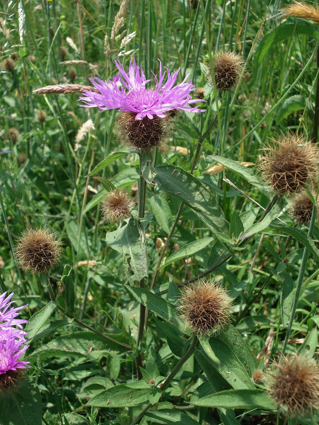 Centaurea stenolepis, bei Pöllauberg, 09.06.2015.JPG