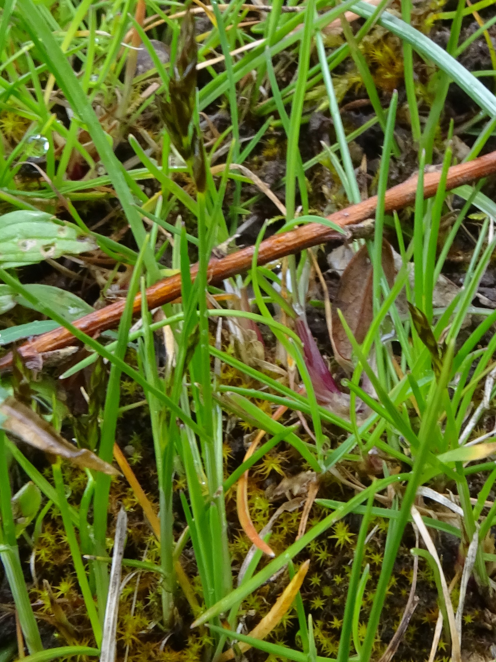 DSC02189 (2) carex cf. praecox, friedhof hainburg, 2023-04-15.JPG