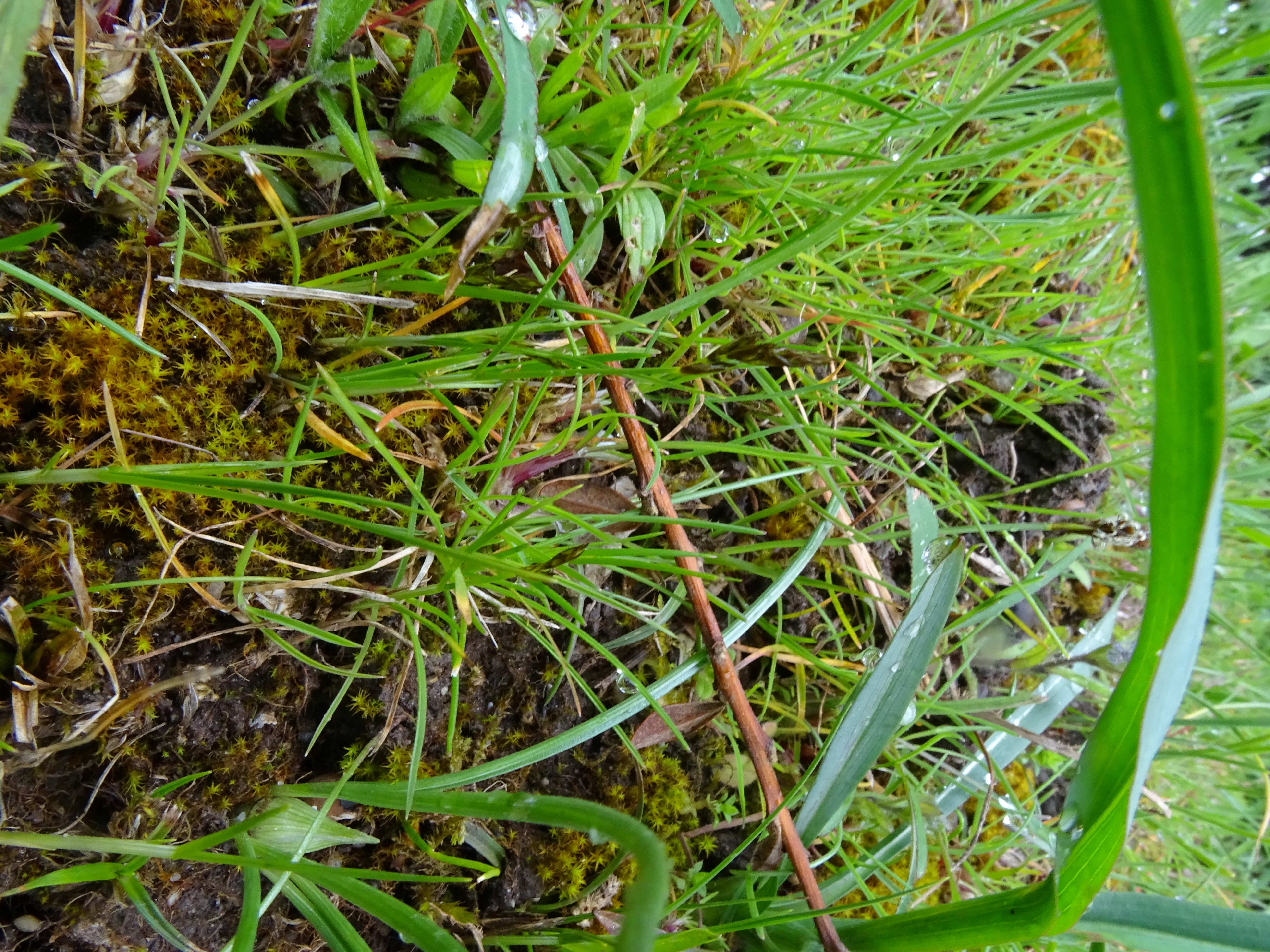 DSC02189 carex cf. praecox, friedhof hainburg, 2023-04-15.jpg