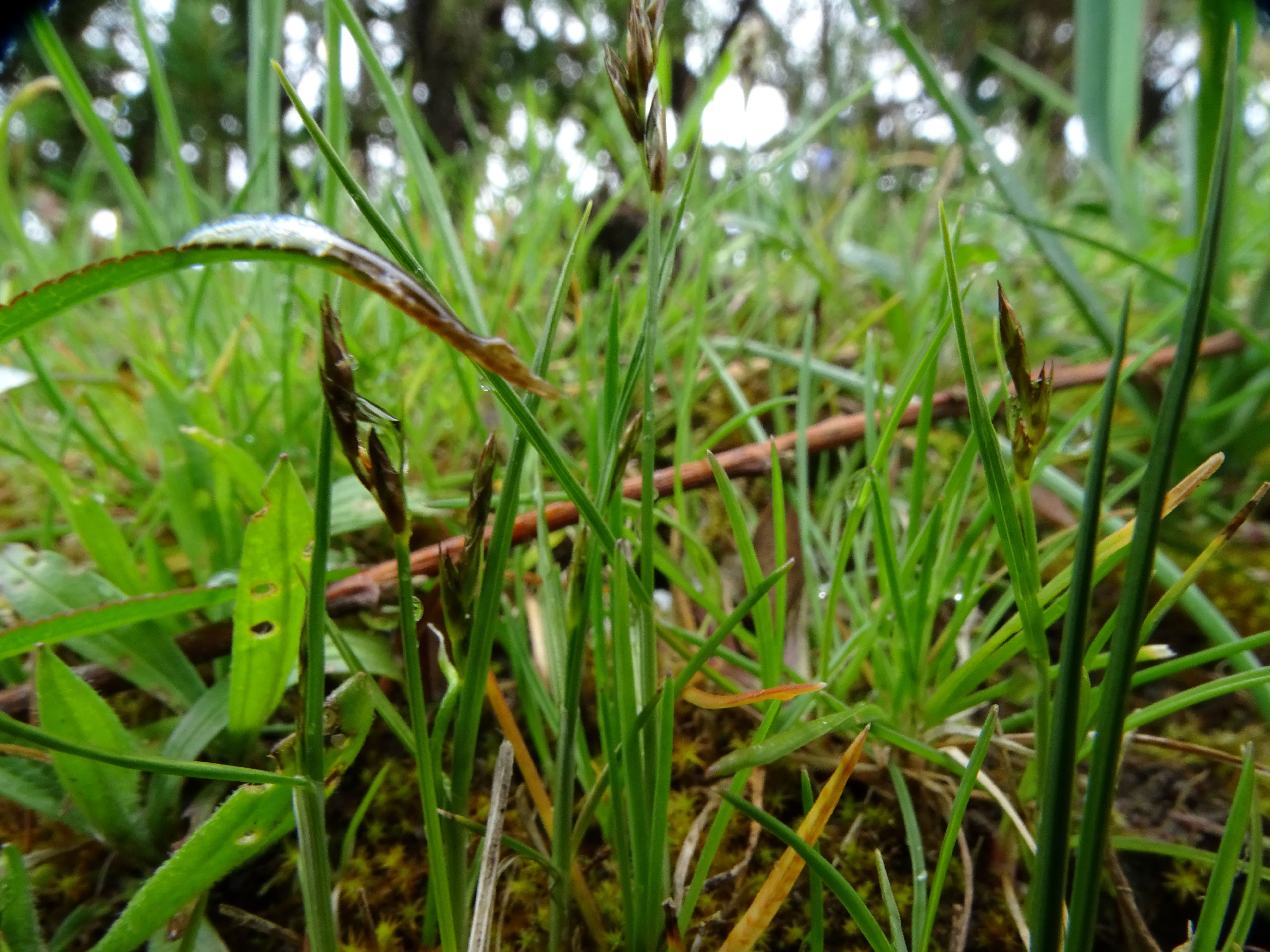 DSC02191 carex cf. praecox, friedhof hainburg, 2023-04-15.jpg