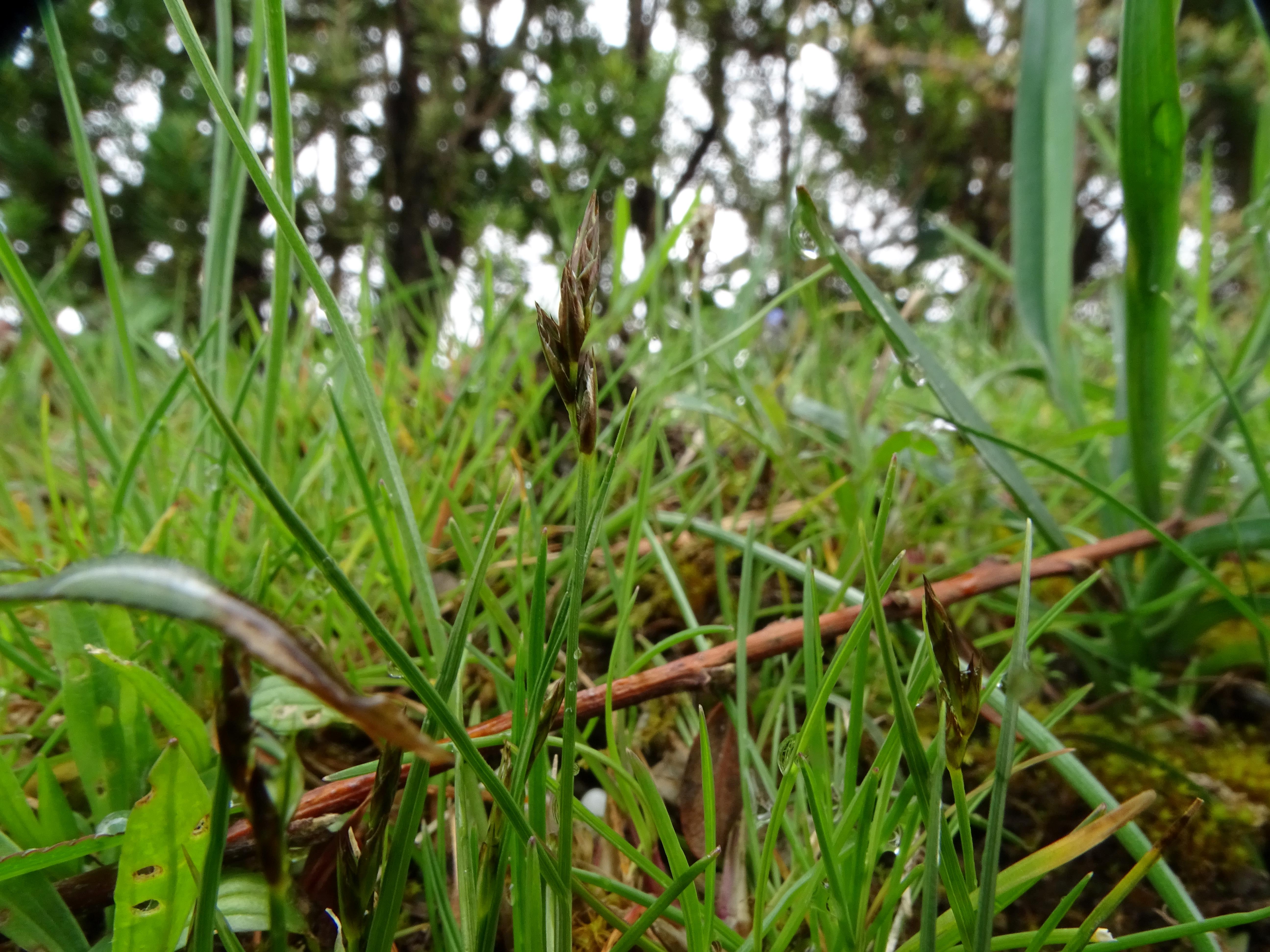DSC02192 carex cf. praecox, friedhof hainburg, 2023-04-15.jpg