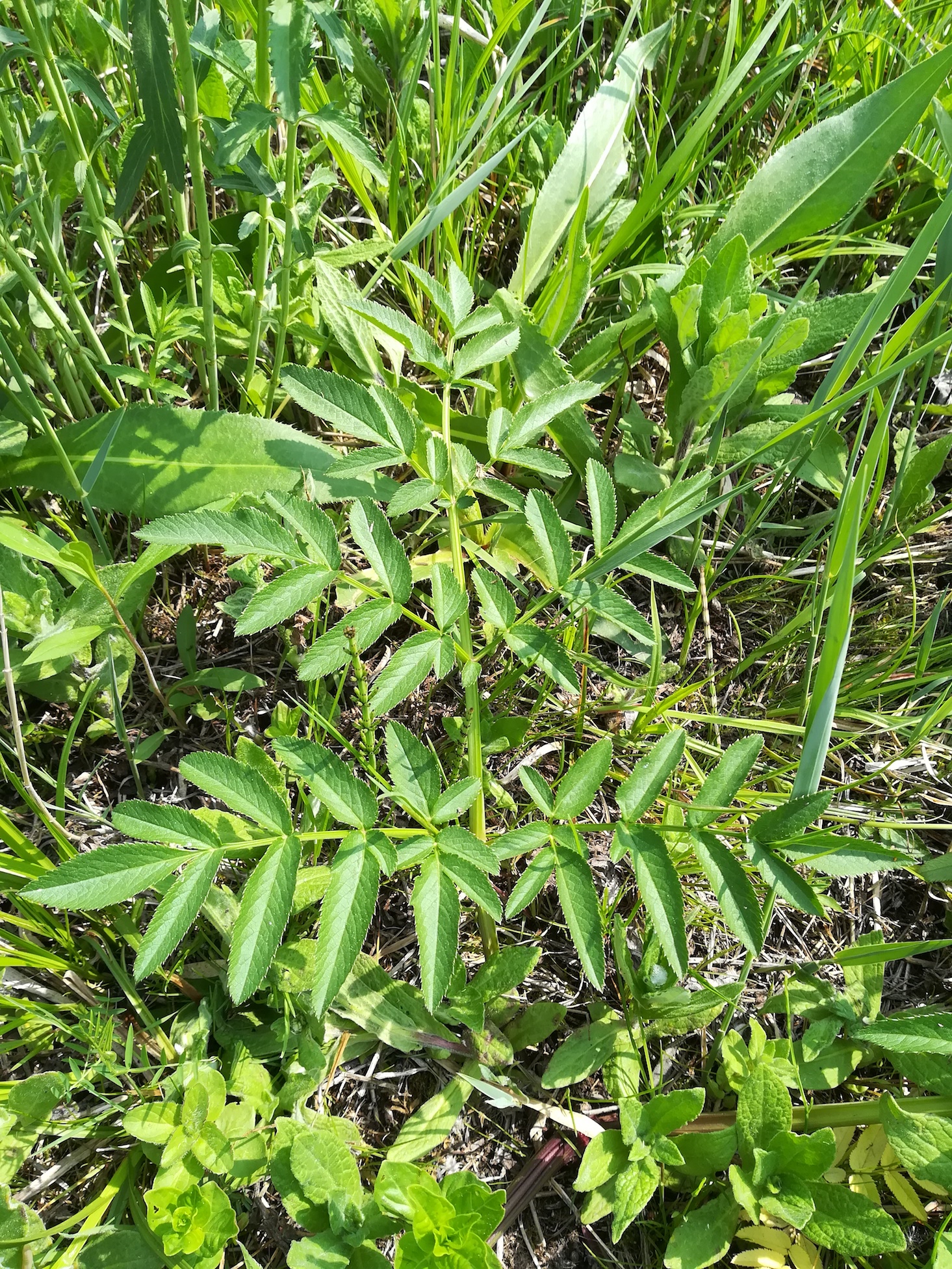 cf. sium latifolium wienerherberg_20180504_133103.jpg