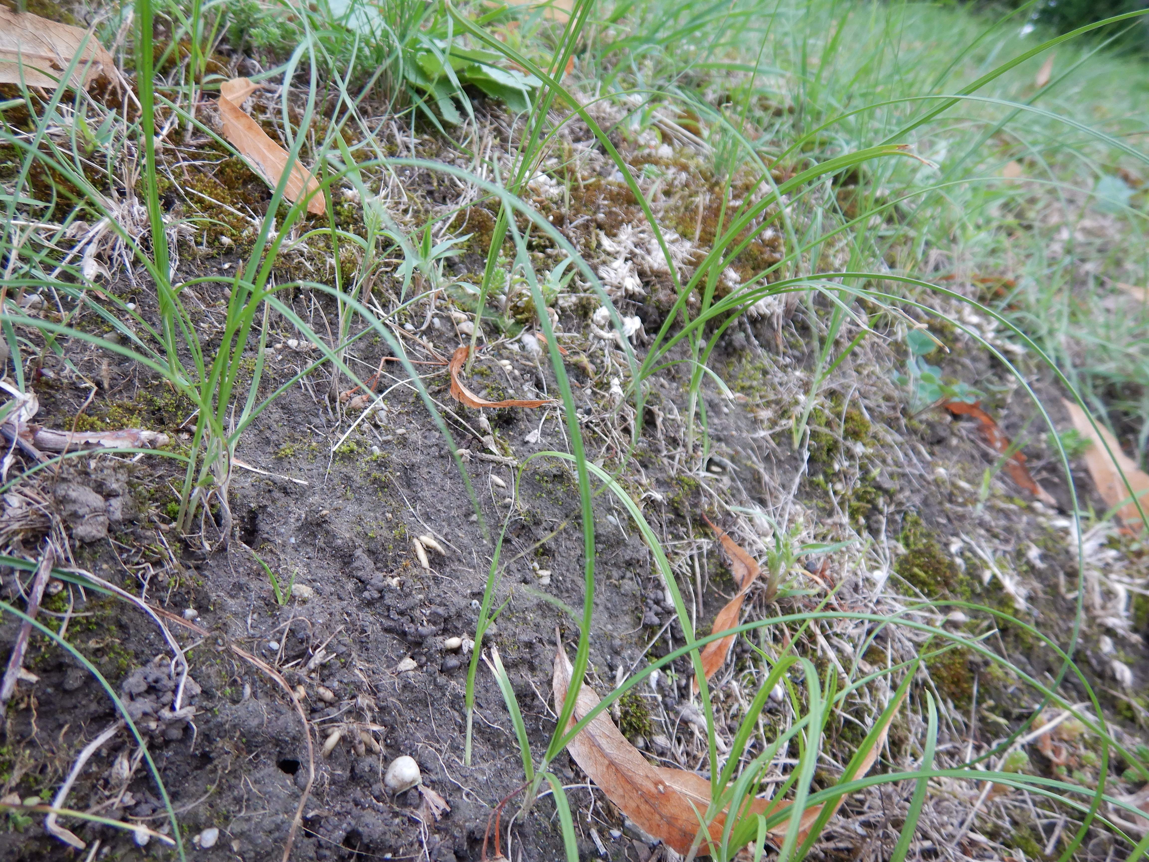 DSCN8033 carex praecox, friedhof hainburg, 2023-08-30.jpg