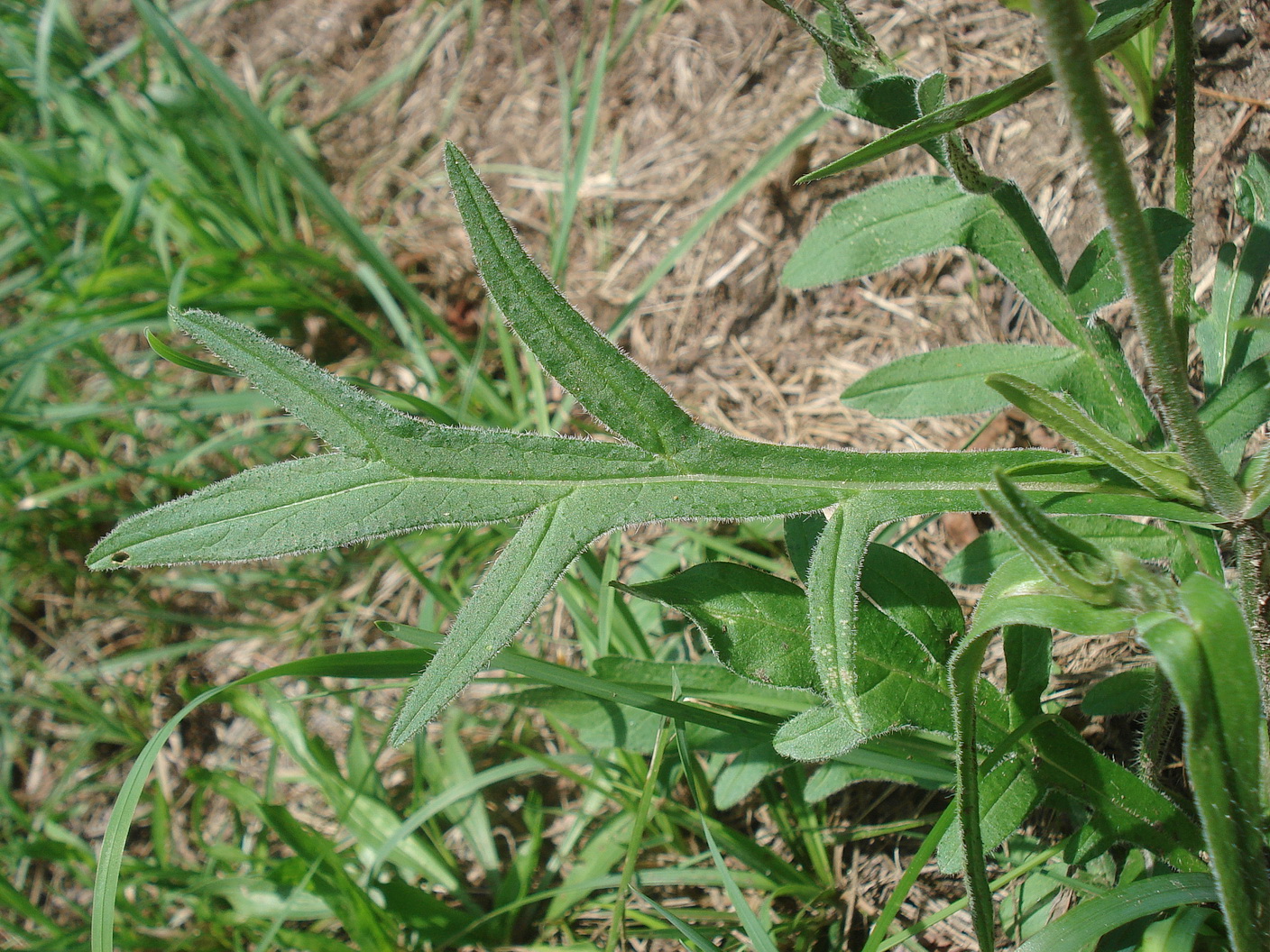 Knautia.arvensis.St-Eichberg-Trautenburg.Kreuzberg-Warte.3.09.22.JPG