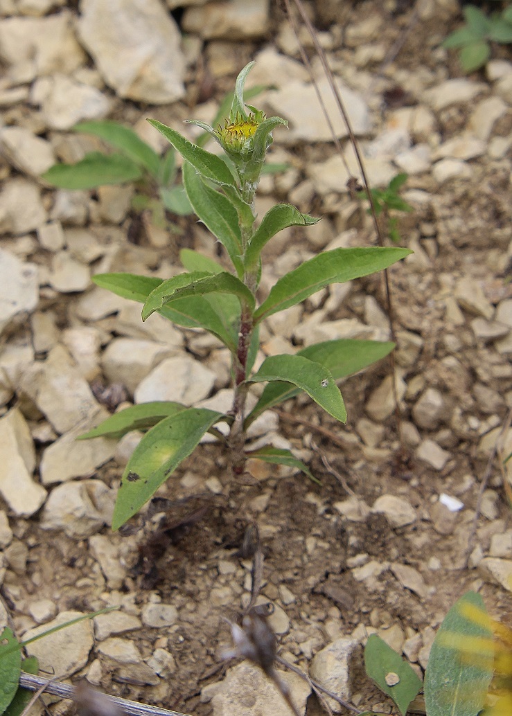 WW - l - 03092023 - (25) - Inula salicina - Weidenblättriger Alant.JPG