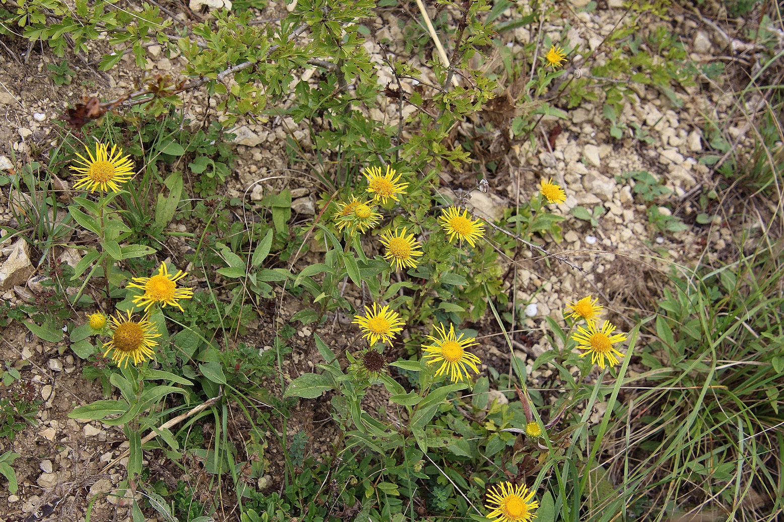 WW - l - 03092023 - (22) - Inula salicina - Weidenblättriger Alant.JPG