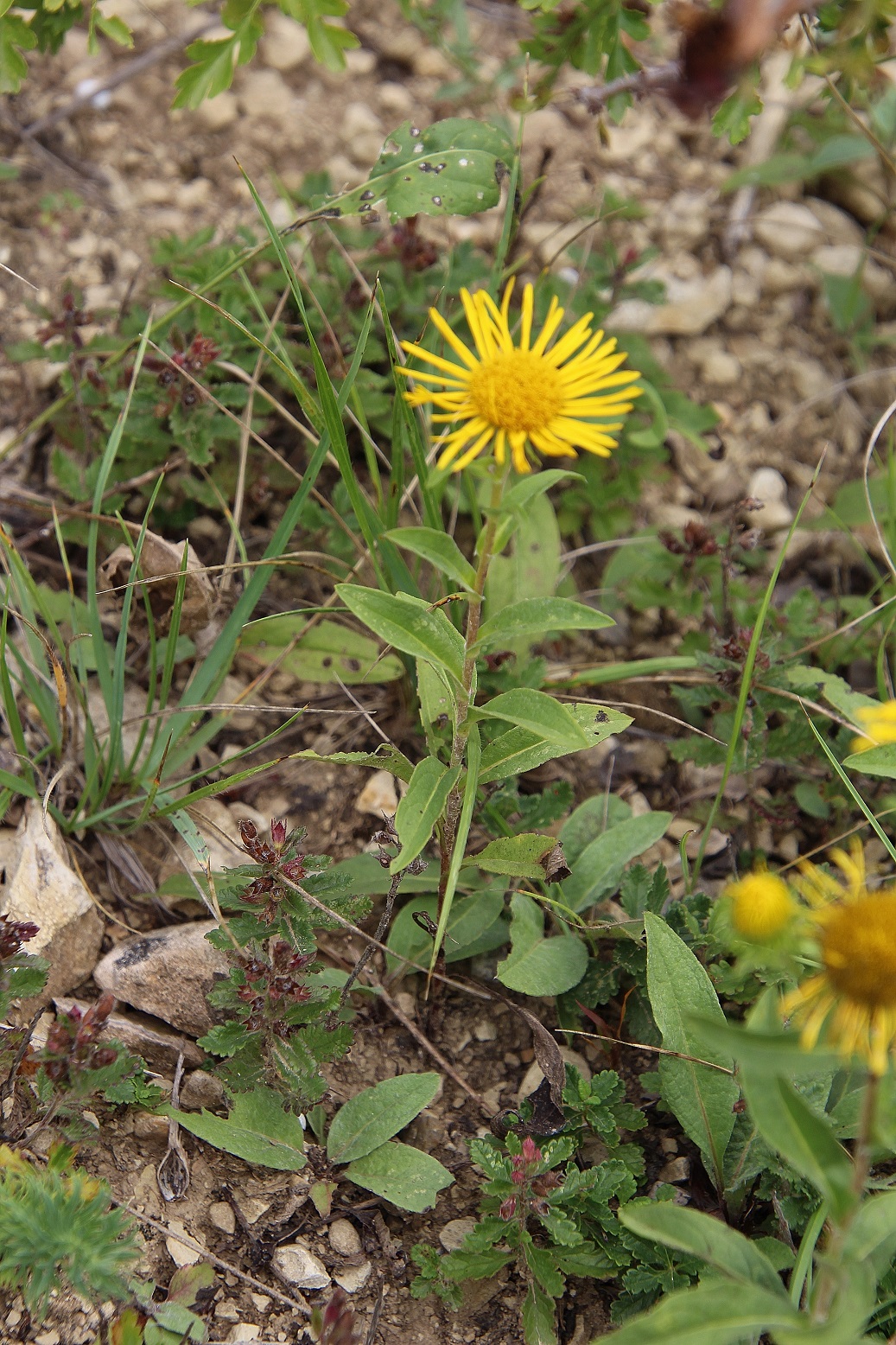 WW - l - 03092023 - (23) - Inula salicina - Weidenblättriger Alant.JPG
