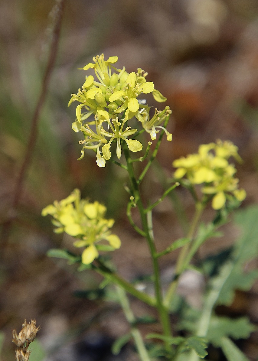 Spitzerberg - 05092023 - (252) - Sisymbrium austriacum.JPG