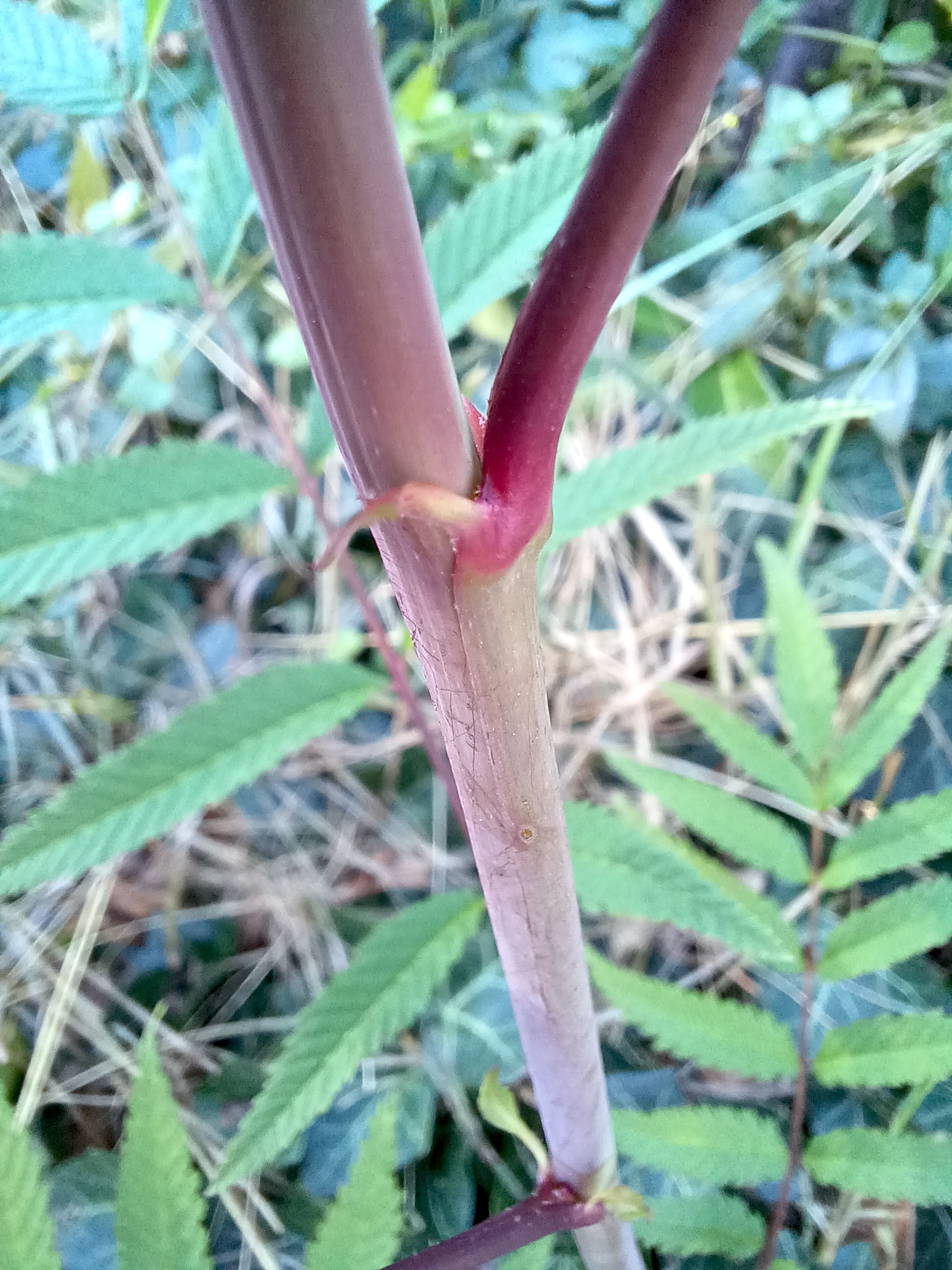 sorbaria cf. sorbifolia industriestraße wien 20230909_151247.jpg