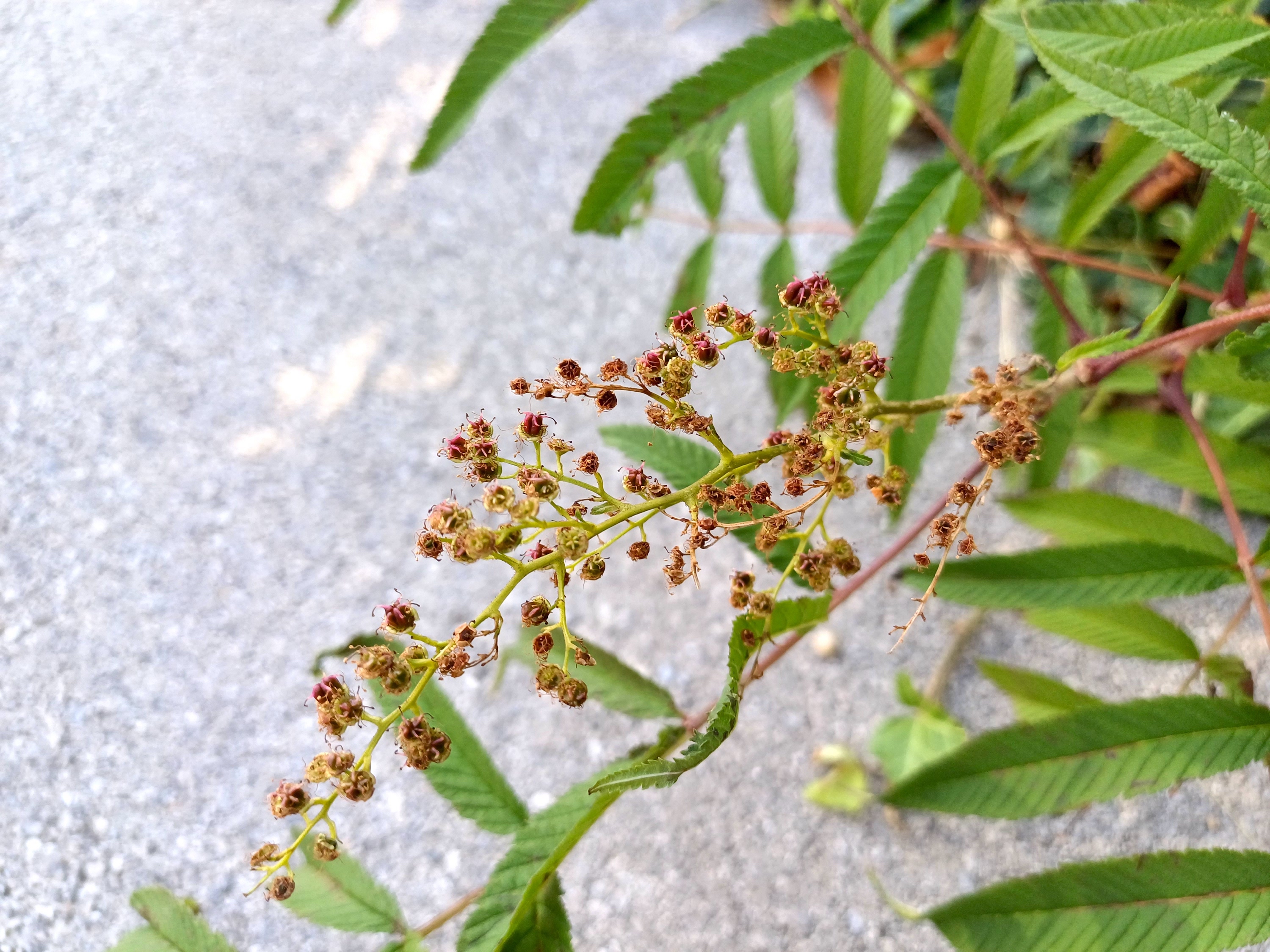 sorbaria cf. sorbifolia industriestraße wien 20230909_151218.jpg