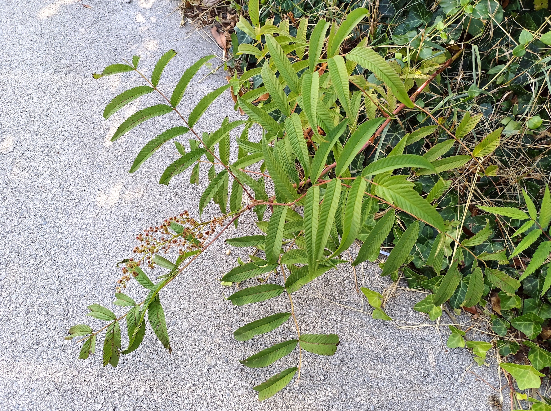 sorbaria cf. sorbifolia industriestraße wien 20230909_151213.jpg