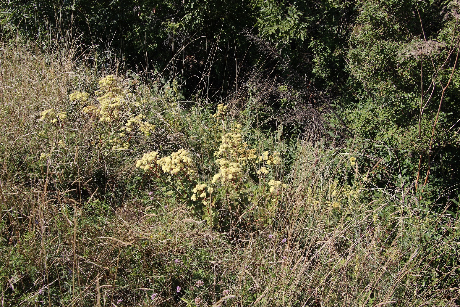 Spitzerberg - 05092023 - (364) -  - Hylotelephium cf maximum.JPG