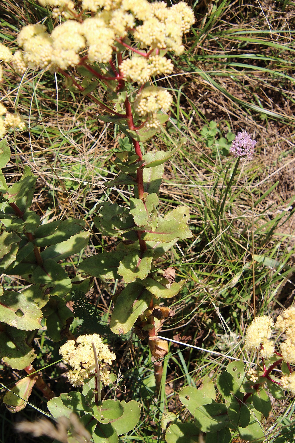 Spitzerberg - 05092023 - (363) - Hylotelephium cf maximum.JPG