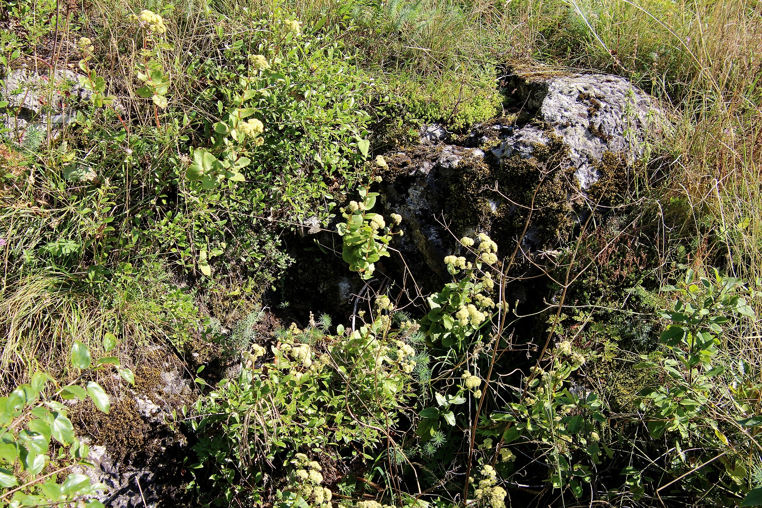 Spitzerberg - 05092023 - (382) - Hylotelephium maximum.JPG