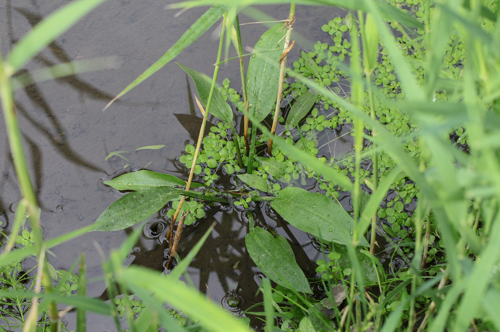 Alisma cf. lanceolatum 1 (1 von 1)_(1600_x_1200).jpg