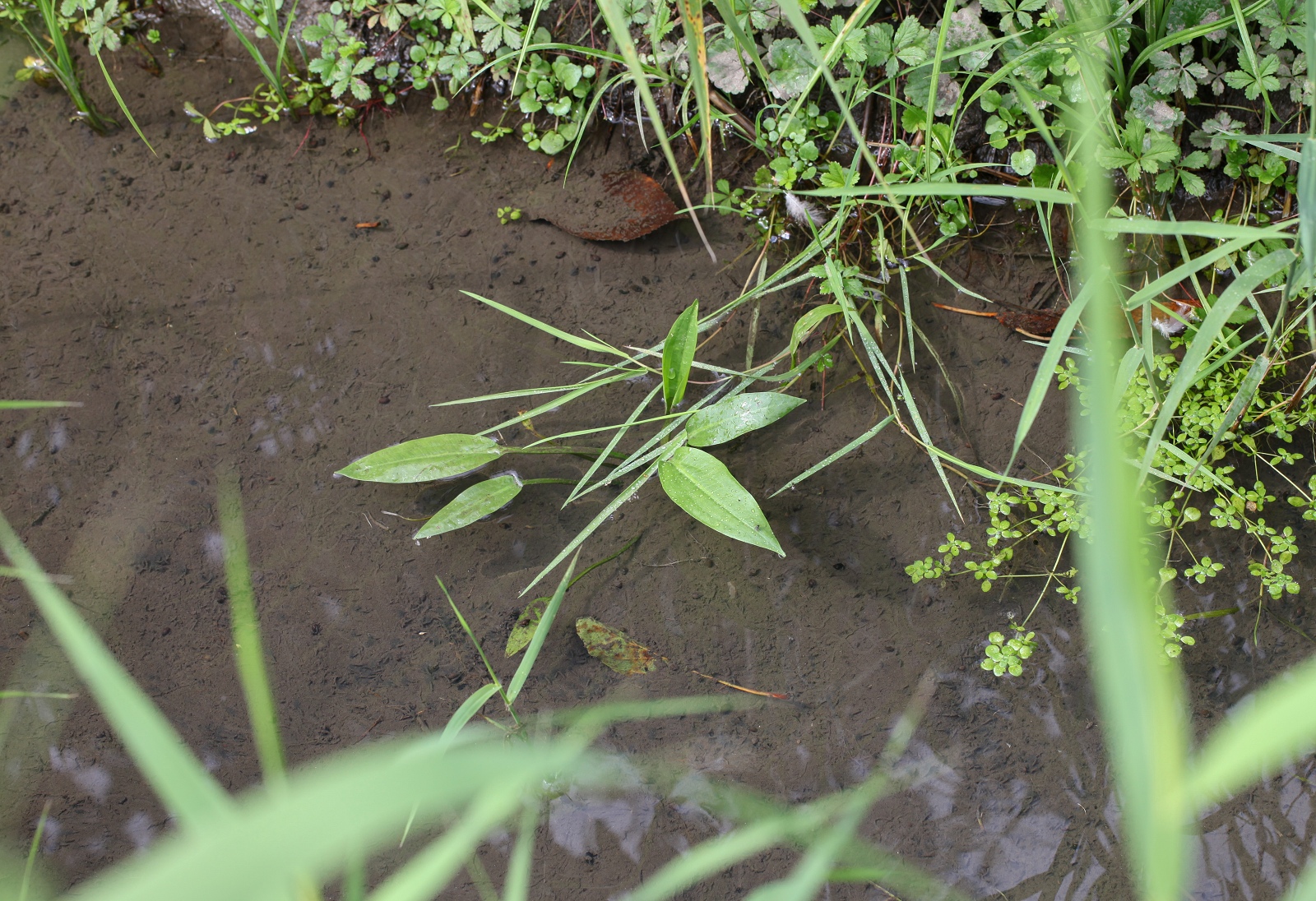 Alisma cf. lanceolatum 2 (1 von 1)_(1600_x_1200).jpg