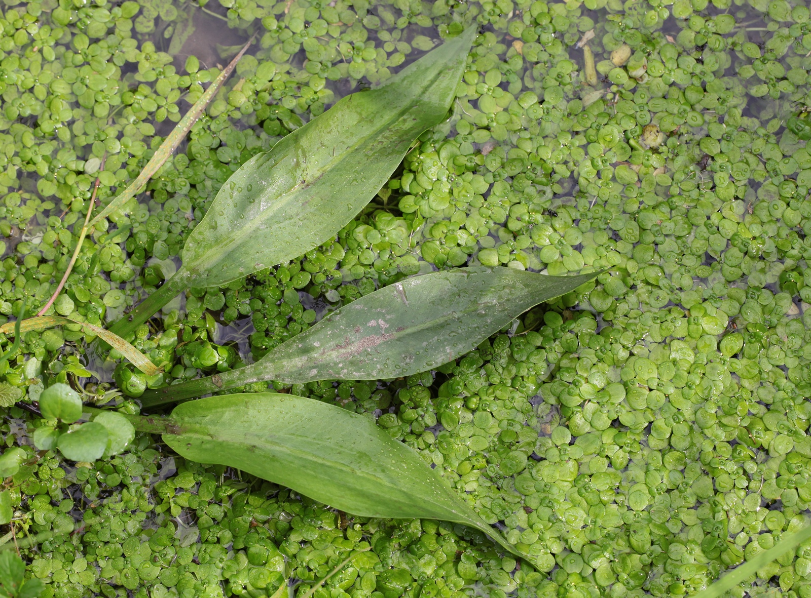 Alisma cf. lanceolatum 3 (1 von 1)_(1600_x_1200).jpg
