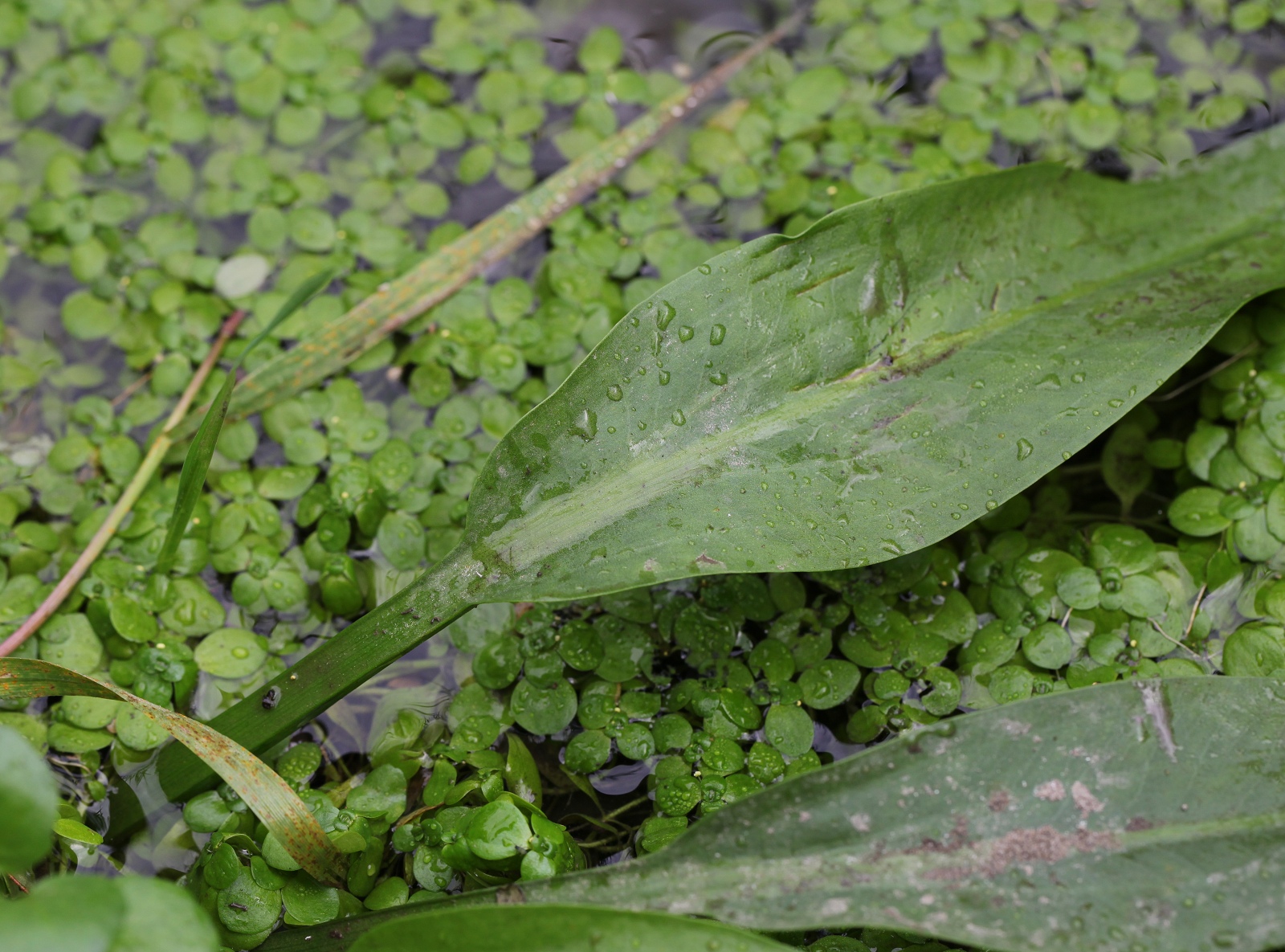 Alisma cf. lanceolatum 4 (1 von 1)_(1600_x_1200).jpg