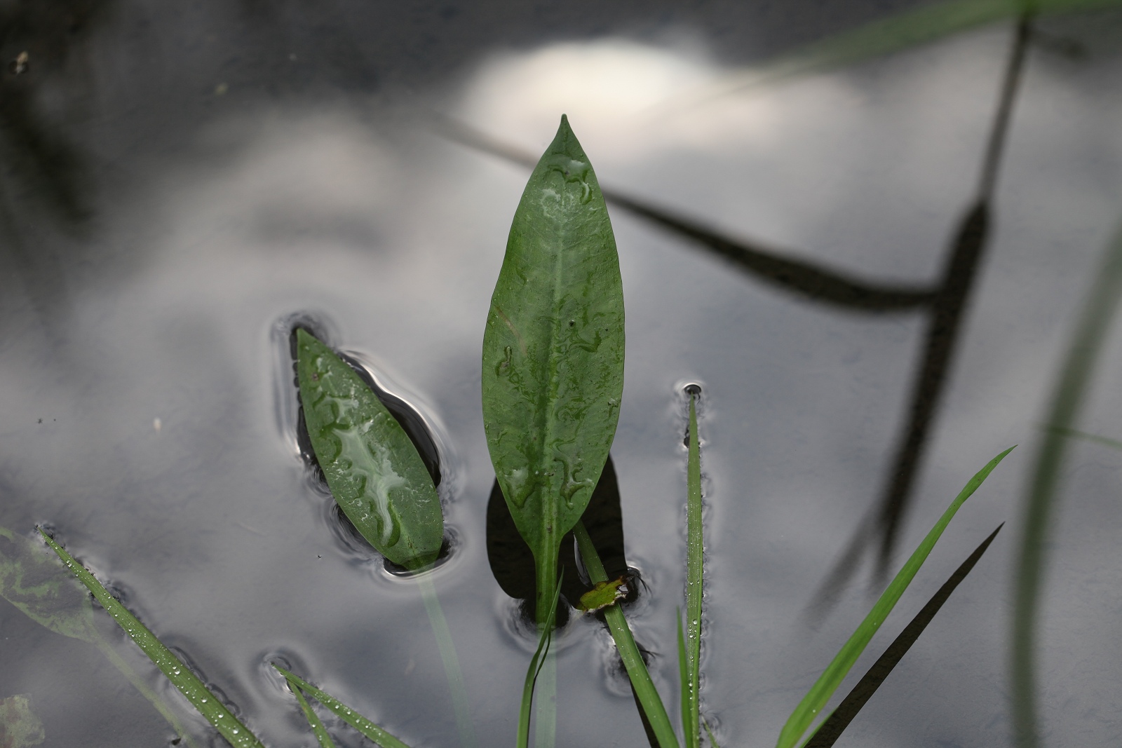 Alisma cf. lanceolatum 5 (1 von 1)_(1600_x_1200).jpg