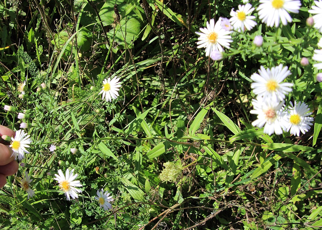 Ranzenbach - 16092023 - (23) - Symphyotrichum lanceolatum - Lanzett-Herbstaster.JPG