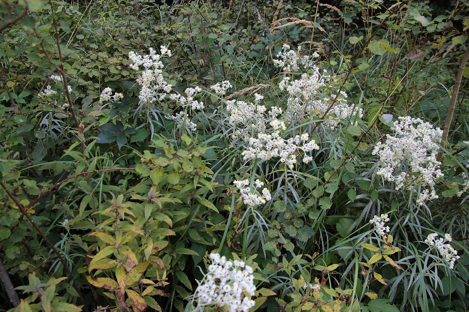 Ranzenbach - 16092023 - (54) -  - Anaphalis margaritacea - Perlkörbchen.JPG