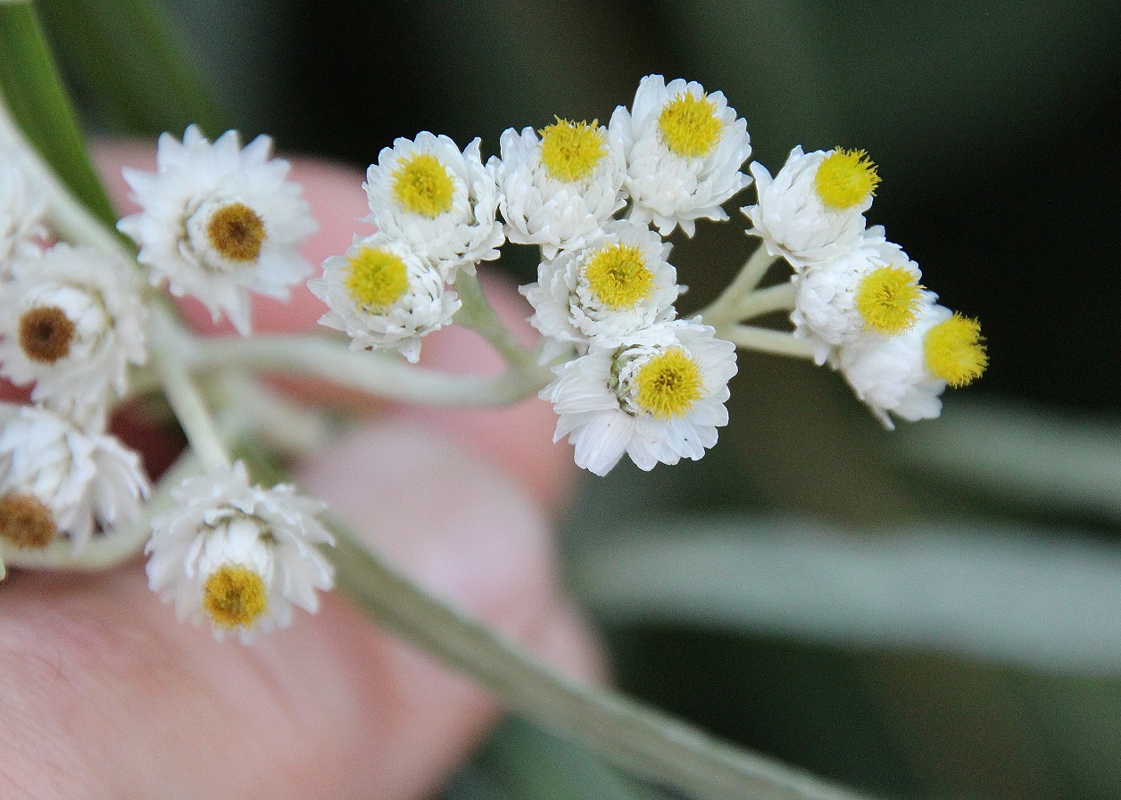 Ranzenbach - 16092023 - (55) -  - Anaphalis margaritacea - Perlkörbchen.JPG