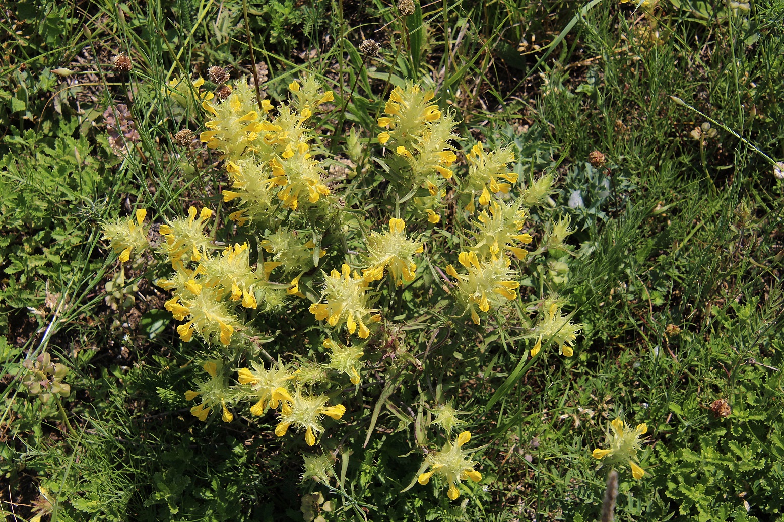 Purbach - 03062023 - (7) - Melampyrum barbatum - Bart-Wachtelweizen.JPG