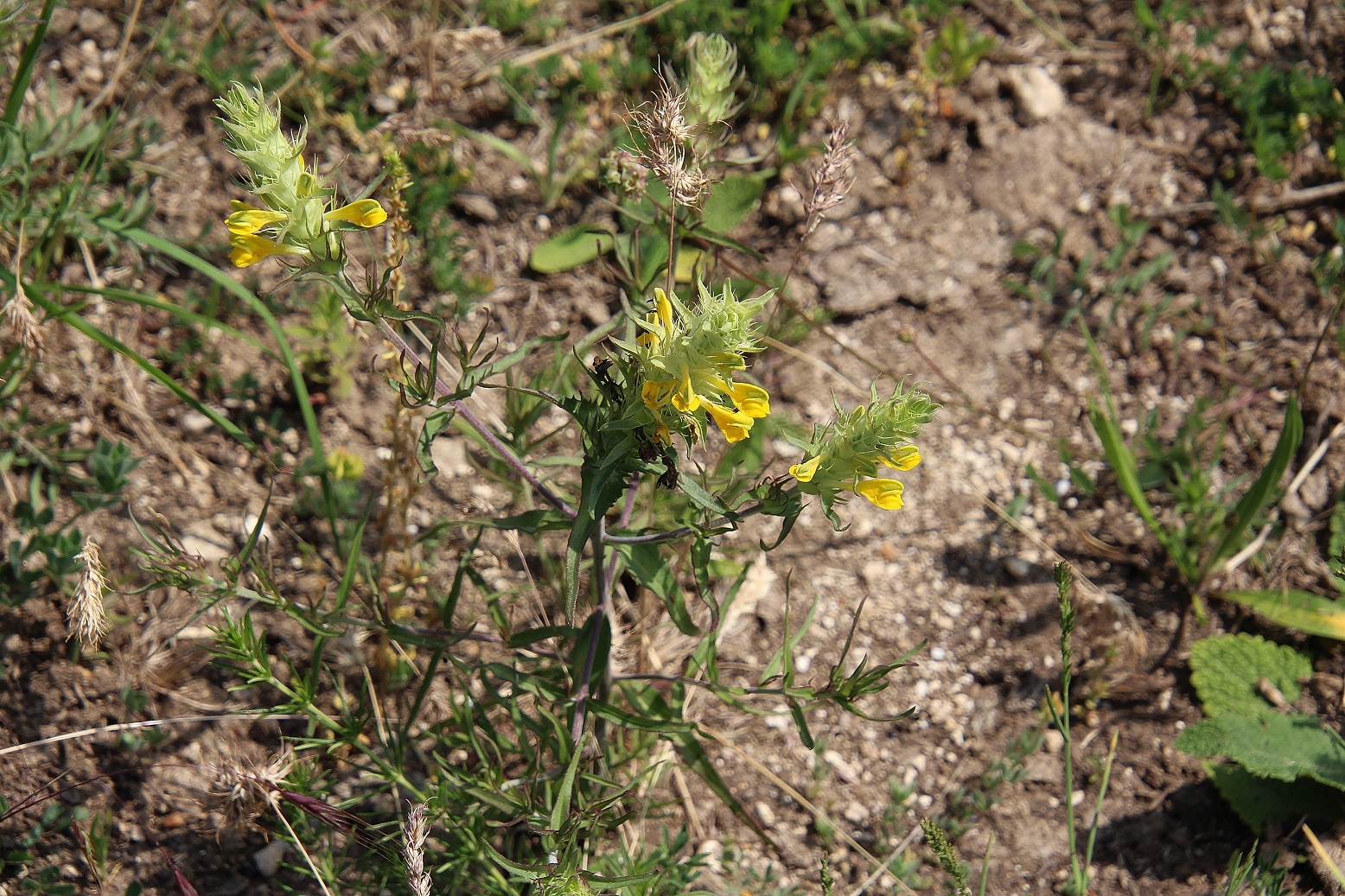 Purbach - 03062023 - (8) - Melampyrum barbatum - Bart-Wachtelweizen.JPG