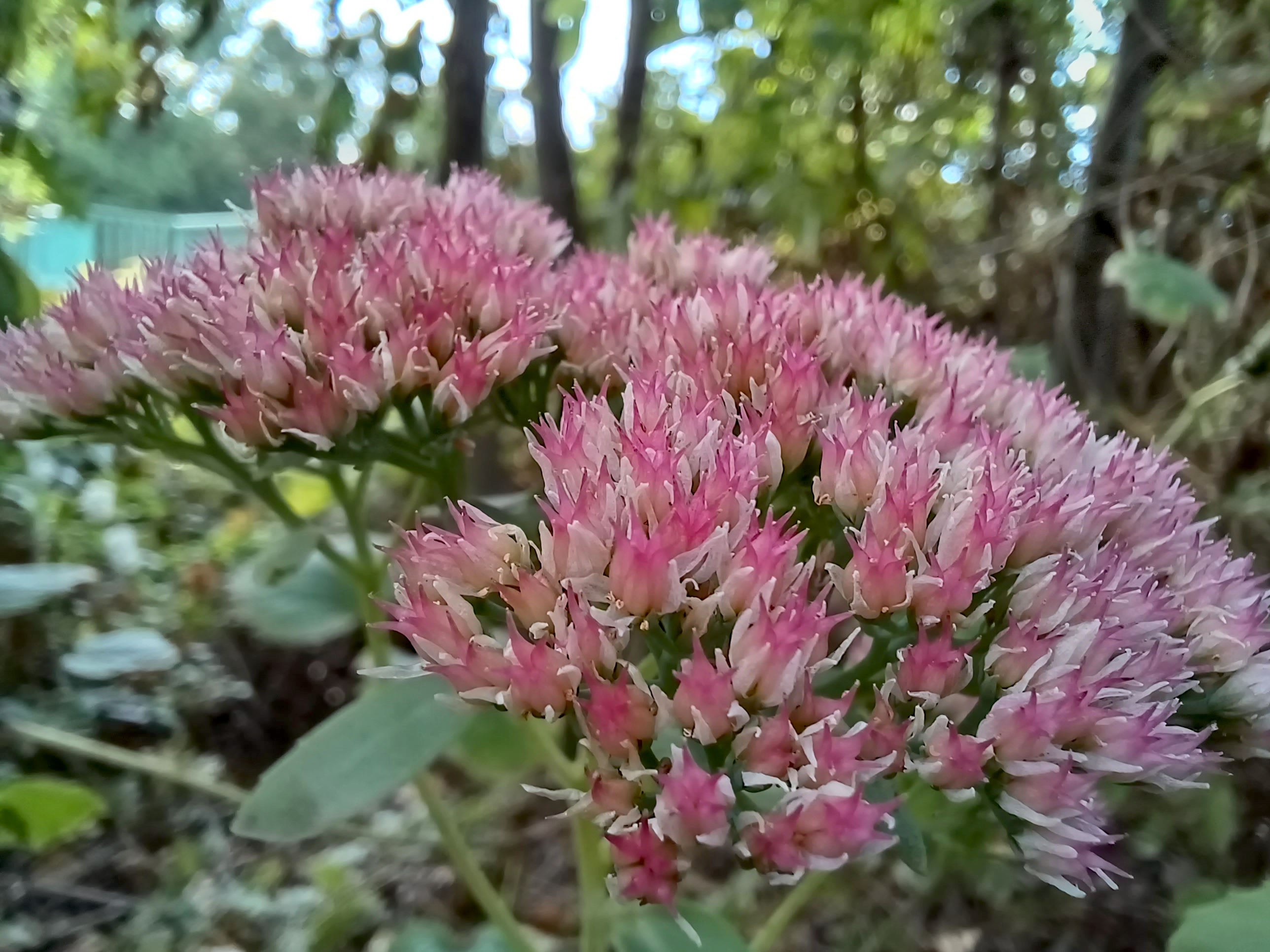 hylotelephium sp. möllersdorf traiskirchen 20231001_093353.jpg