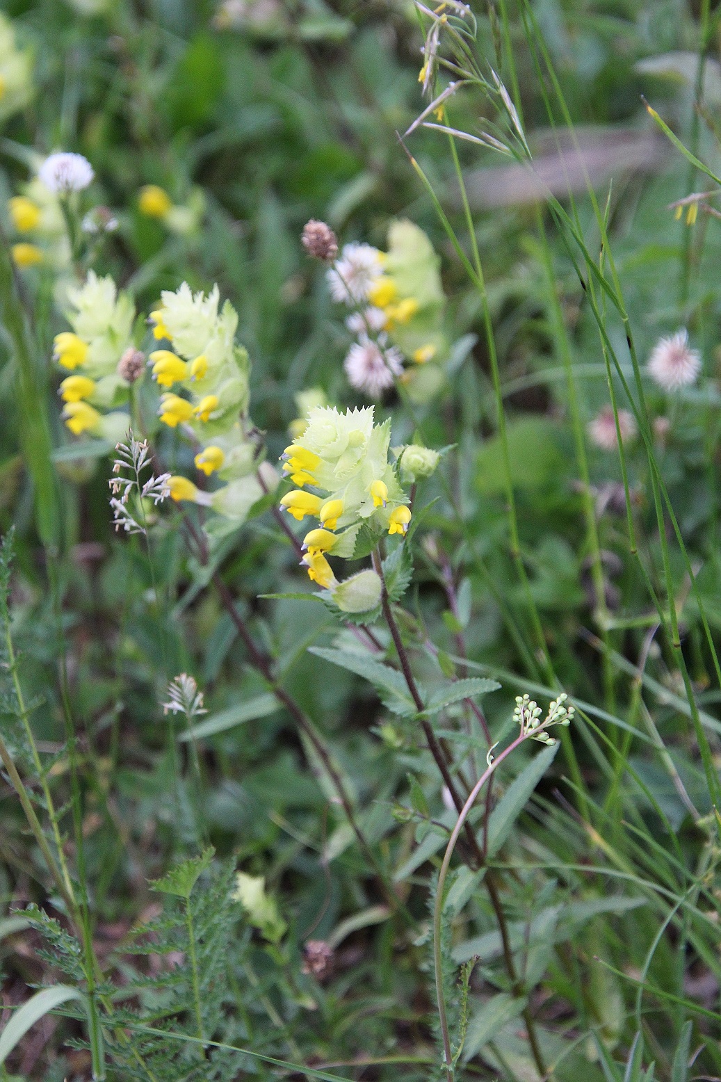WW - 04062023 - (7) - Rhinanthus minor  vs serotinus.JPG