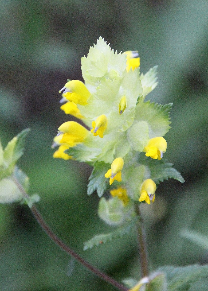 WW - 04062023 - (8) - Rhinanthus minor  vs serotinus.JPG