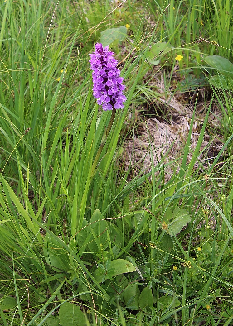 Kernhof - 29062023 - (24) - DactylorhizaHybrid unklar.JPG