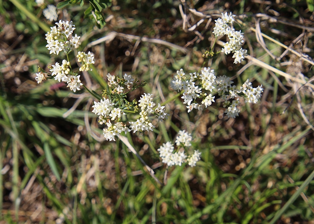 Braunsberg - 27042024 - (190) - - Galium glaucum - Blaugrünes Labkraut.JPG