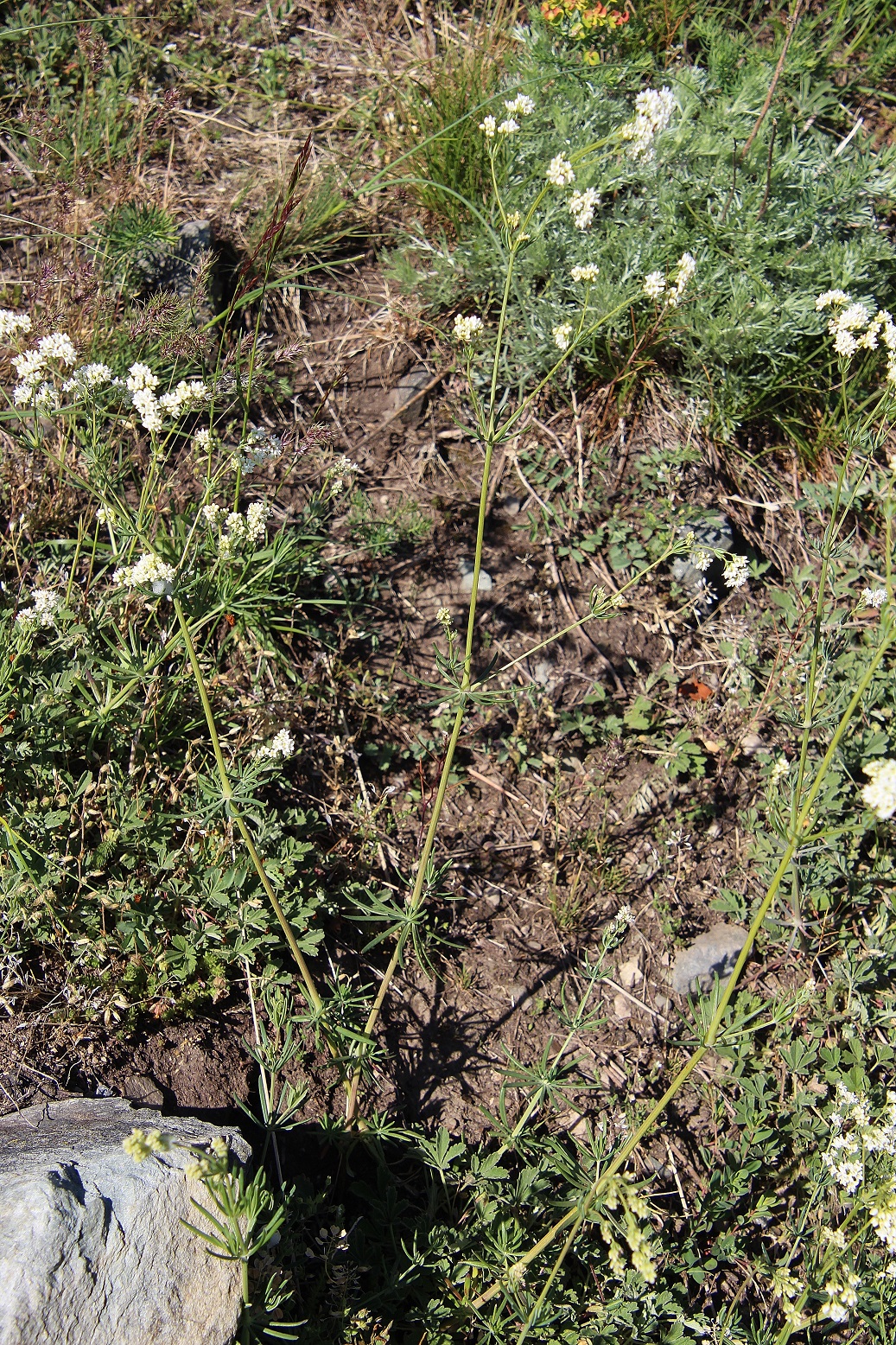 Braunsberg - 27042024 - (191) - - Galium glaucum - Blaugrünes Labkraut.JPG