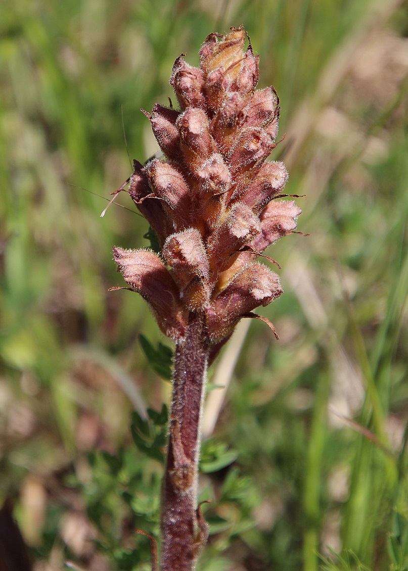 Braunsberg - 27042024 - (111) - .JPG