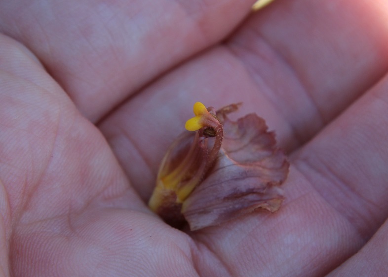 Braunsberg - 27042024 - (113) - .JPG