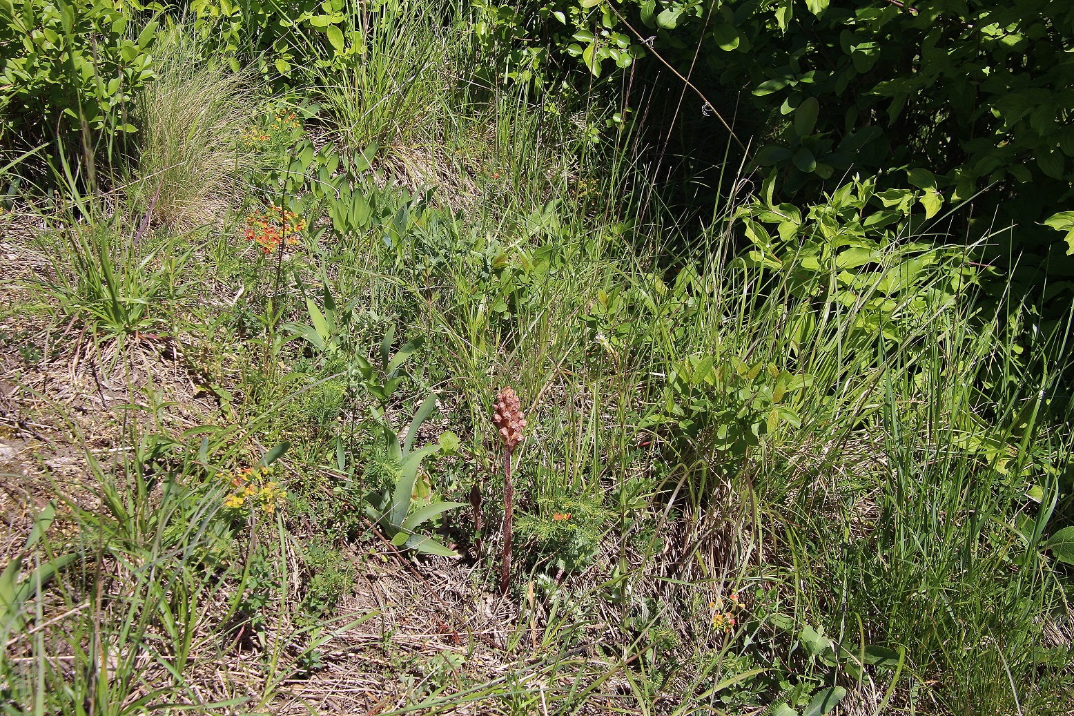 Braunsberg - 27042024 - (112) - .JPG