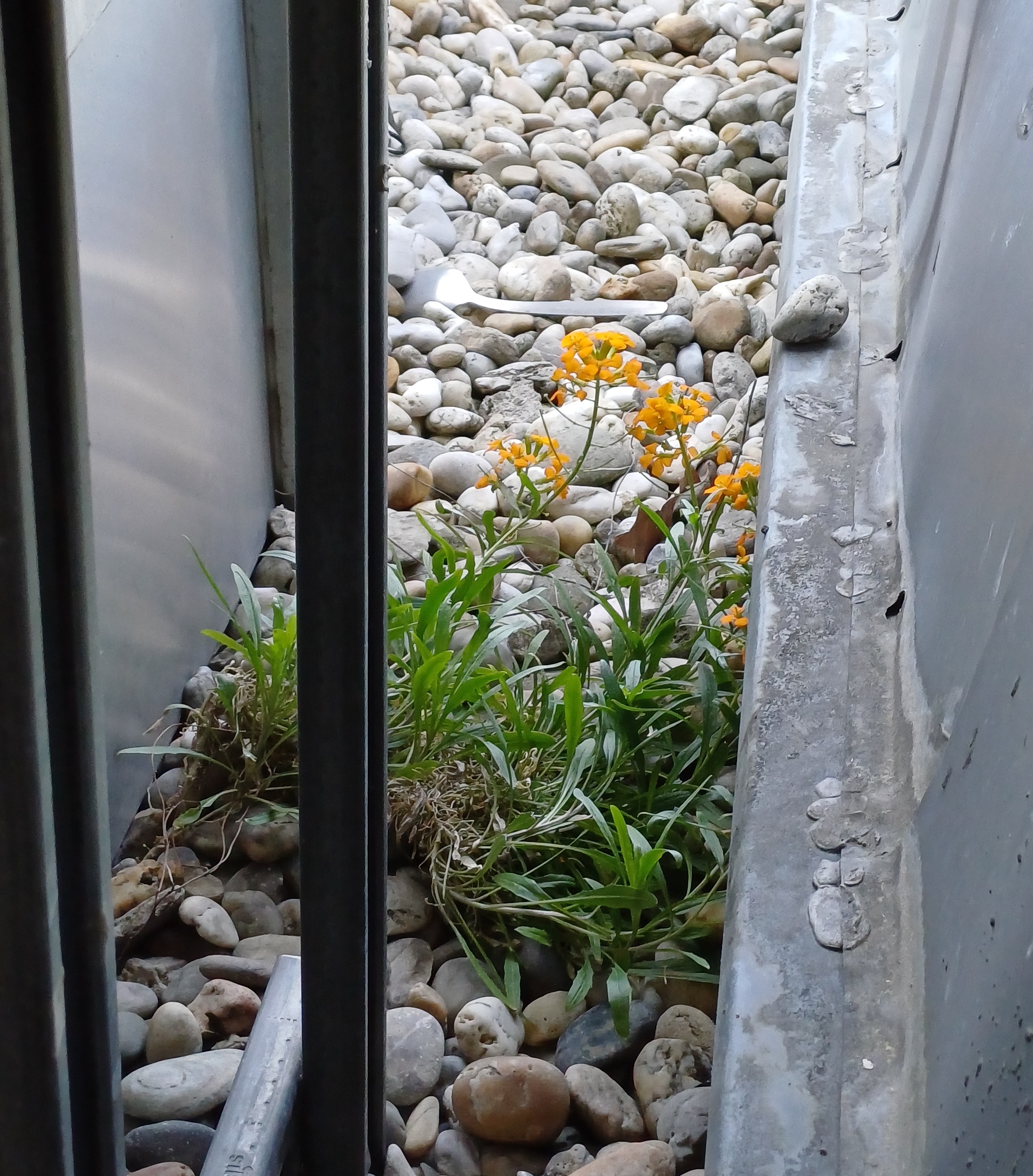 cf. erysimum cheiri klinik ottakring 20240430_103751 2.jpg