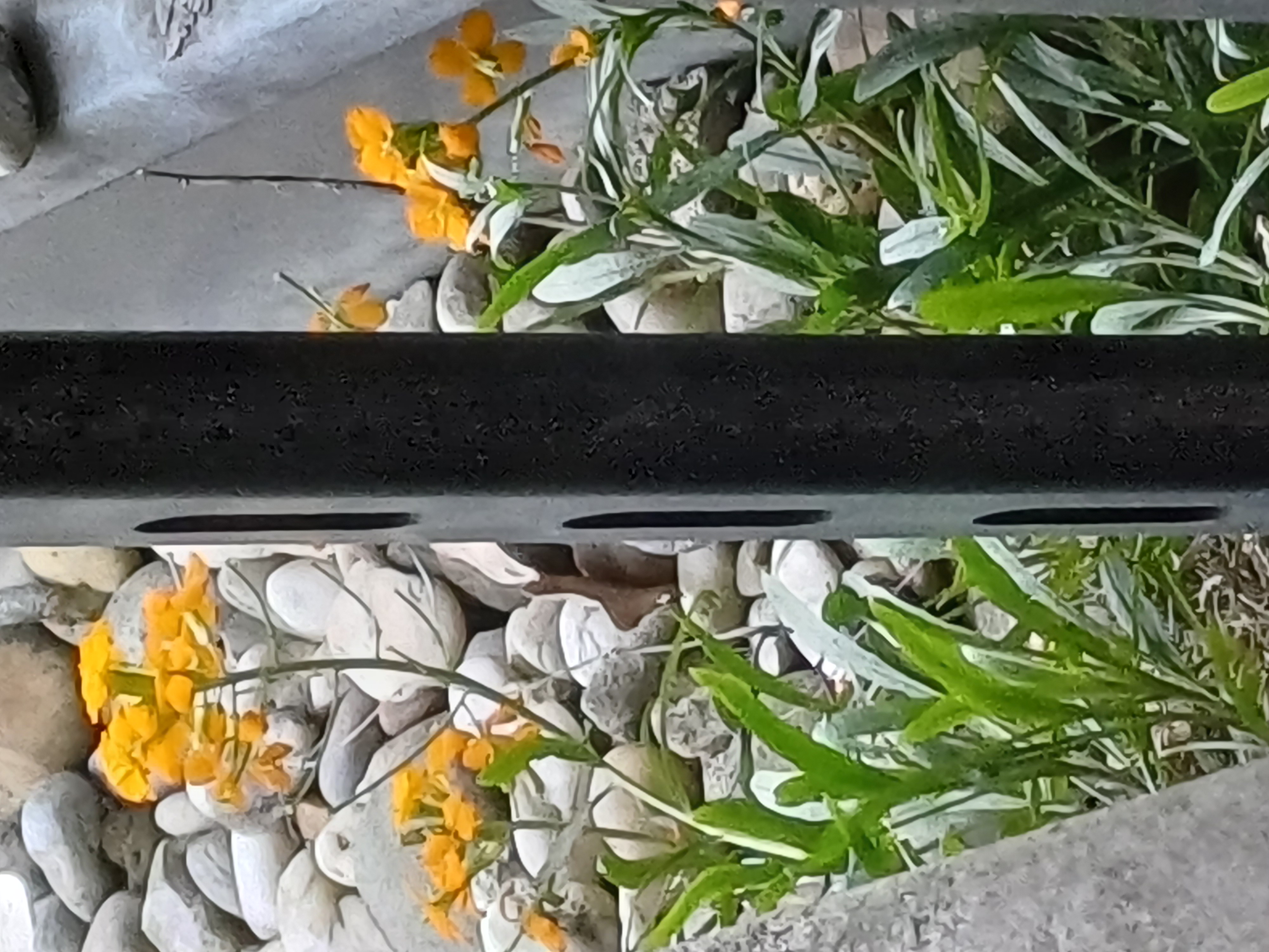 cf. erysimum cheiri klinik ottakring 20240430_103303 2.jpg