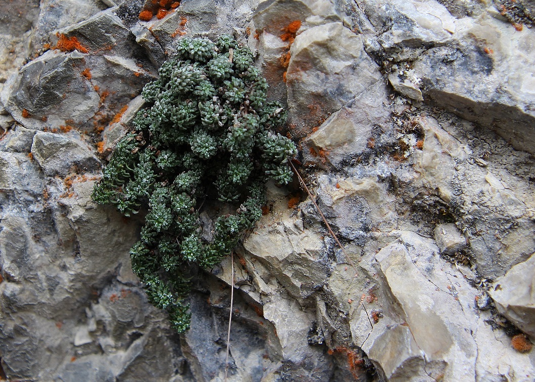 Ötschergräben - 02052024 - (139) -  cf Saxifraga caesia.JPG