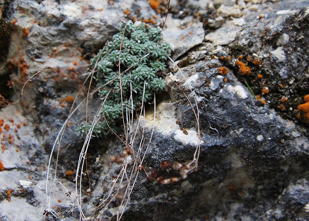 Ötschergräben - 02052024 - (140) -  cf Saxifraga caesia.JPG