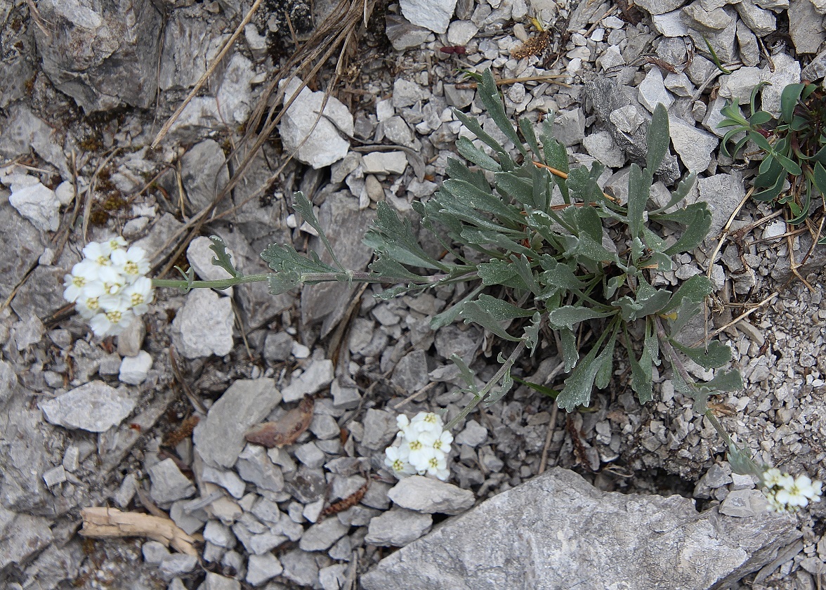 Ötschergräben - 02052024 - (197) - cf Achillea clavennae .JPG