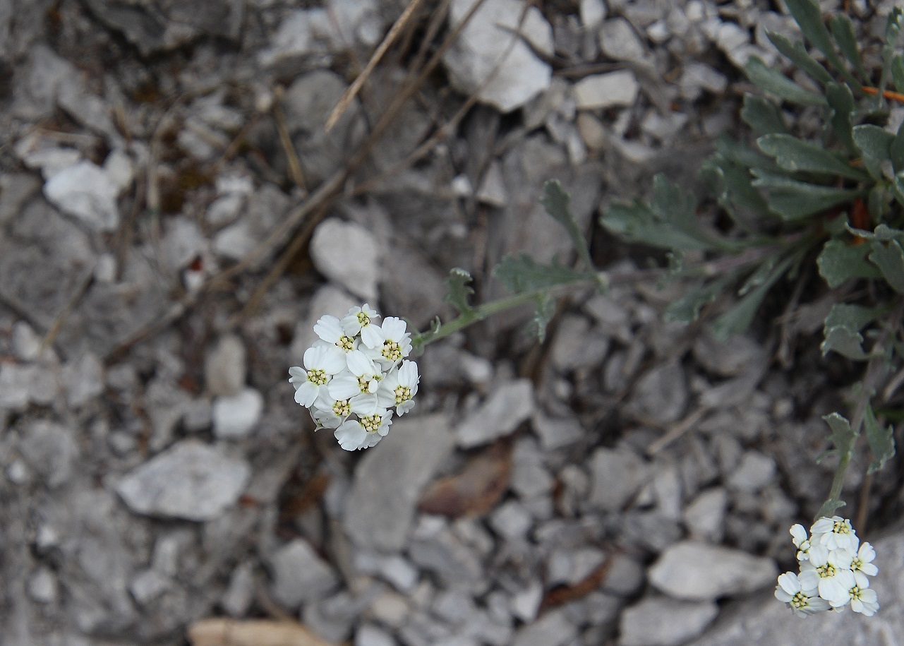 Ötschergräben - 02052024 - (198) - cf Achillea clavennae .JPG