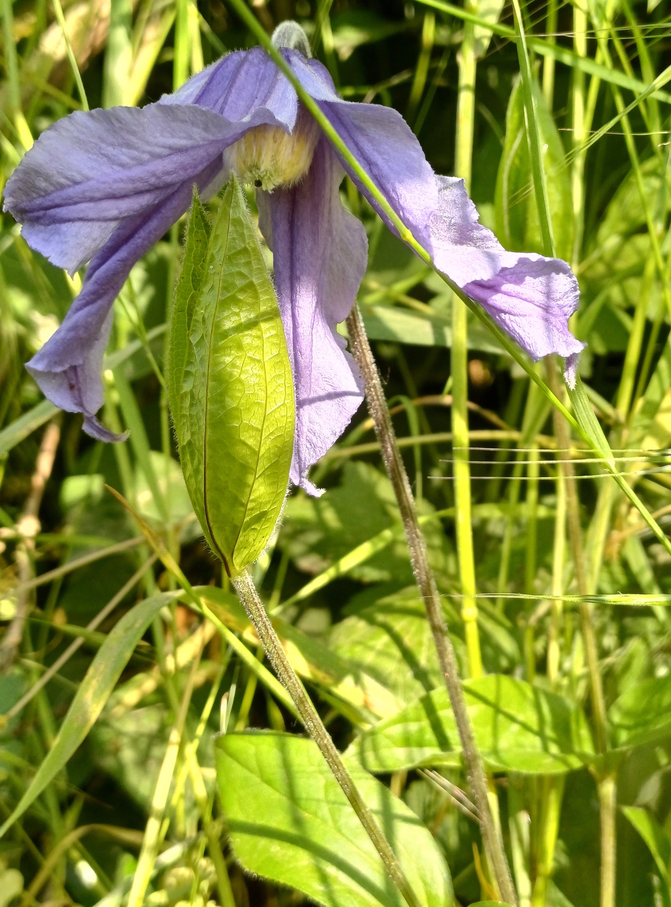 clematis integrifolia 20240509_092856.jpg