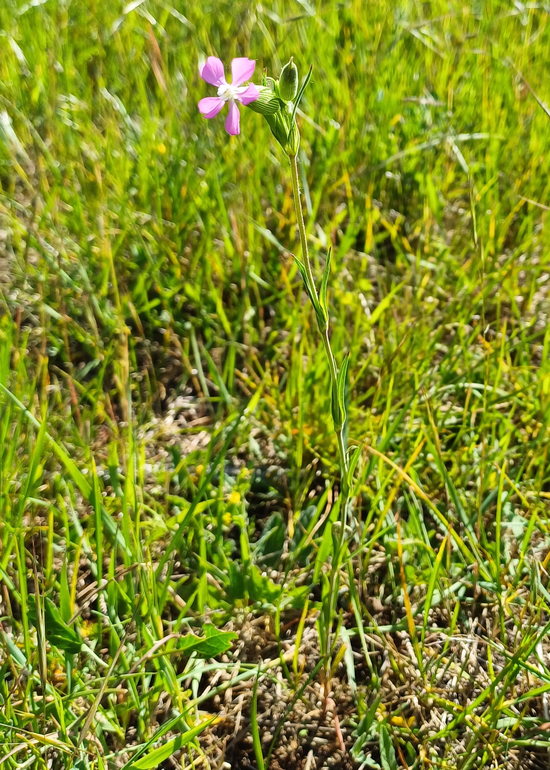 silene conica 20240509_101038.jpg