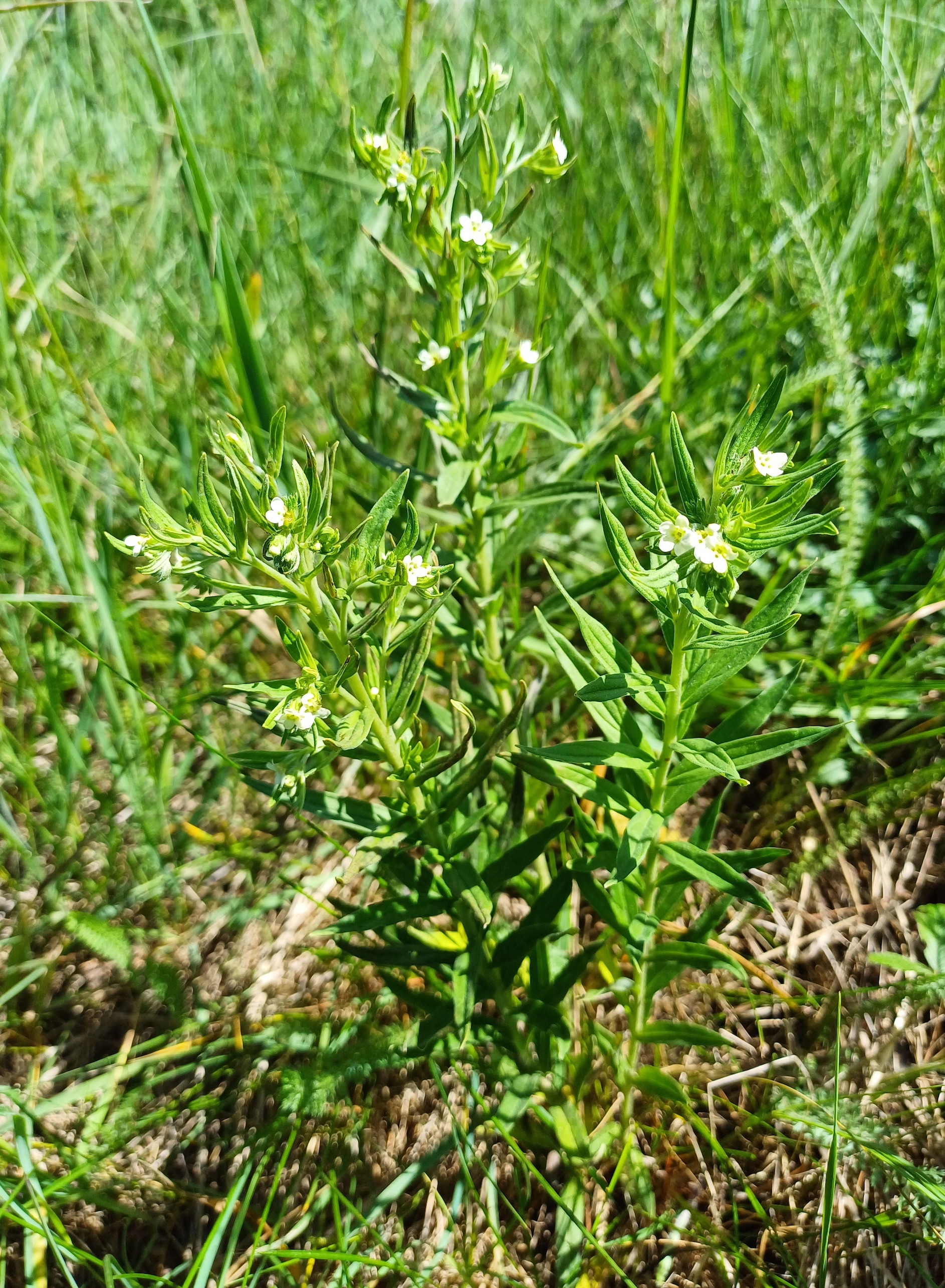 lithospermum officinale 20240509_114313.jpg