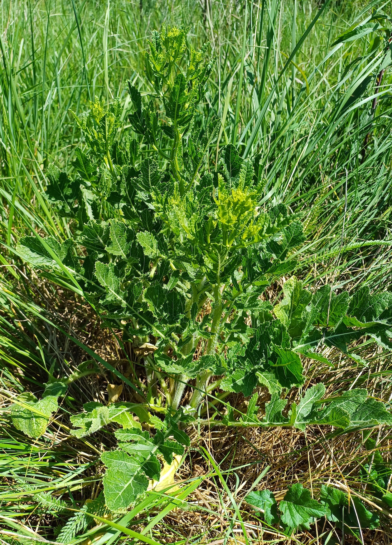 rapistrum perenne 20240509_114001.jpg